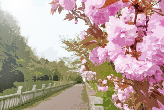 合格正面参道お宮の坂の八重桜